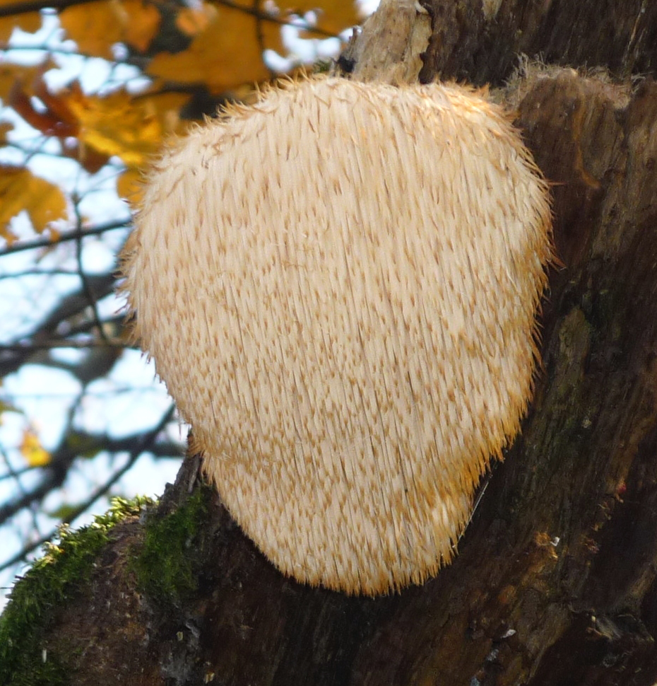 Mushroom Extracts