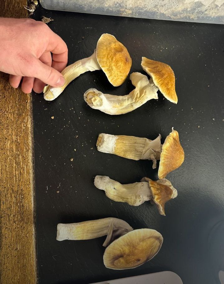 Golden Teachers Mushroom